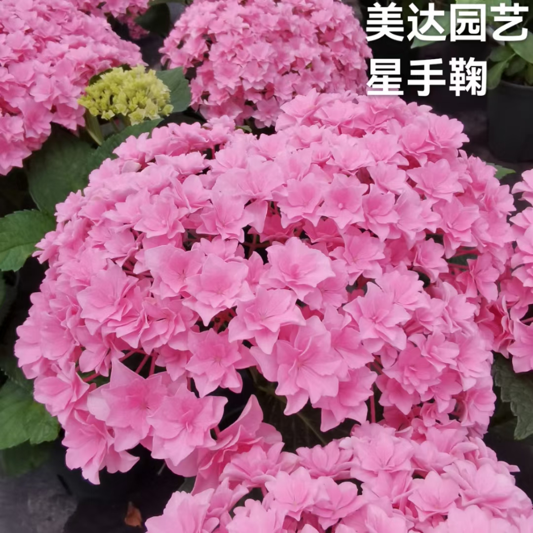 美达园艺 星手鞠 进口绣球新品花苗阳台庭院花园植物盆栽花卉 - 图2