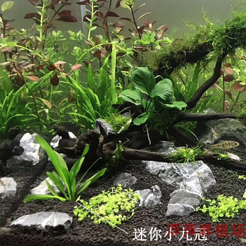 迷你小九冠真水草水族箱鱼缸造景水下叶黄冠好养中后景草买二送一-图2