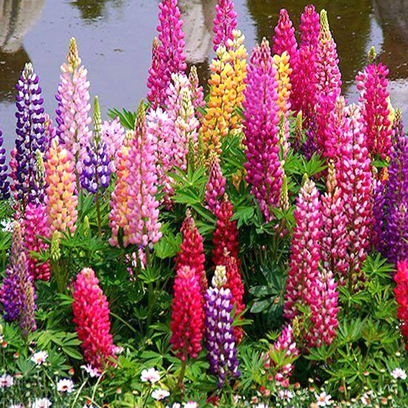 进口鲁冰花种子羽扇豆 阳台盆栽观赏花卉种子耐寒多年生花种子