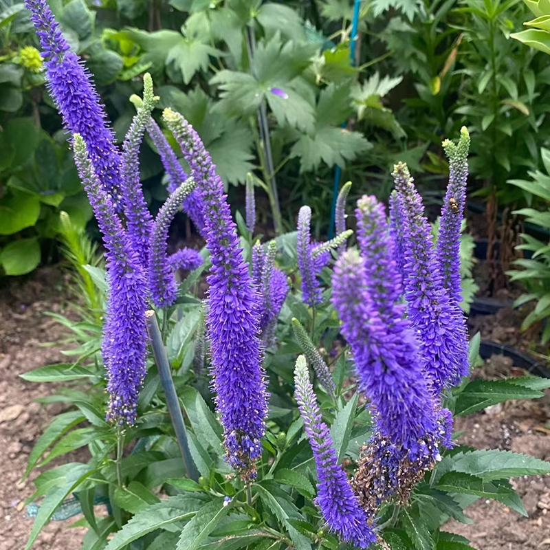 穗花婆婆纳花苗盆栽花境绿植草多年生庭院室外配植地被宿根植物 - 图0