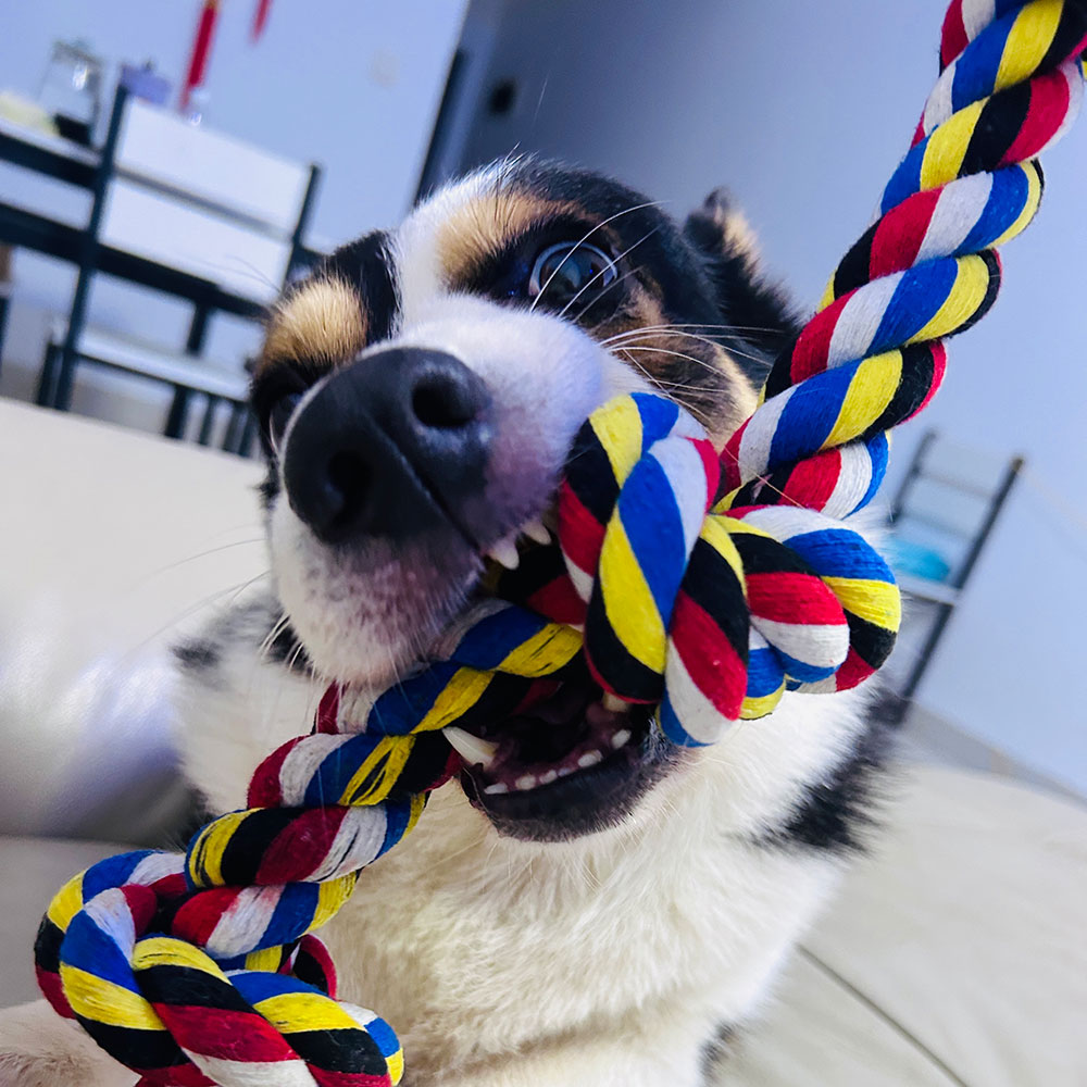 狗狗拔河玩具绳结咬绳互动拉扯绳子大型犬磨牙耐咬边牧小狗胡萝卜-图2