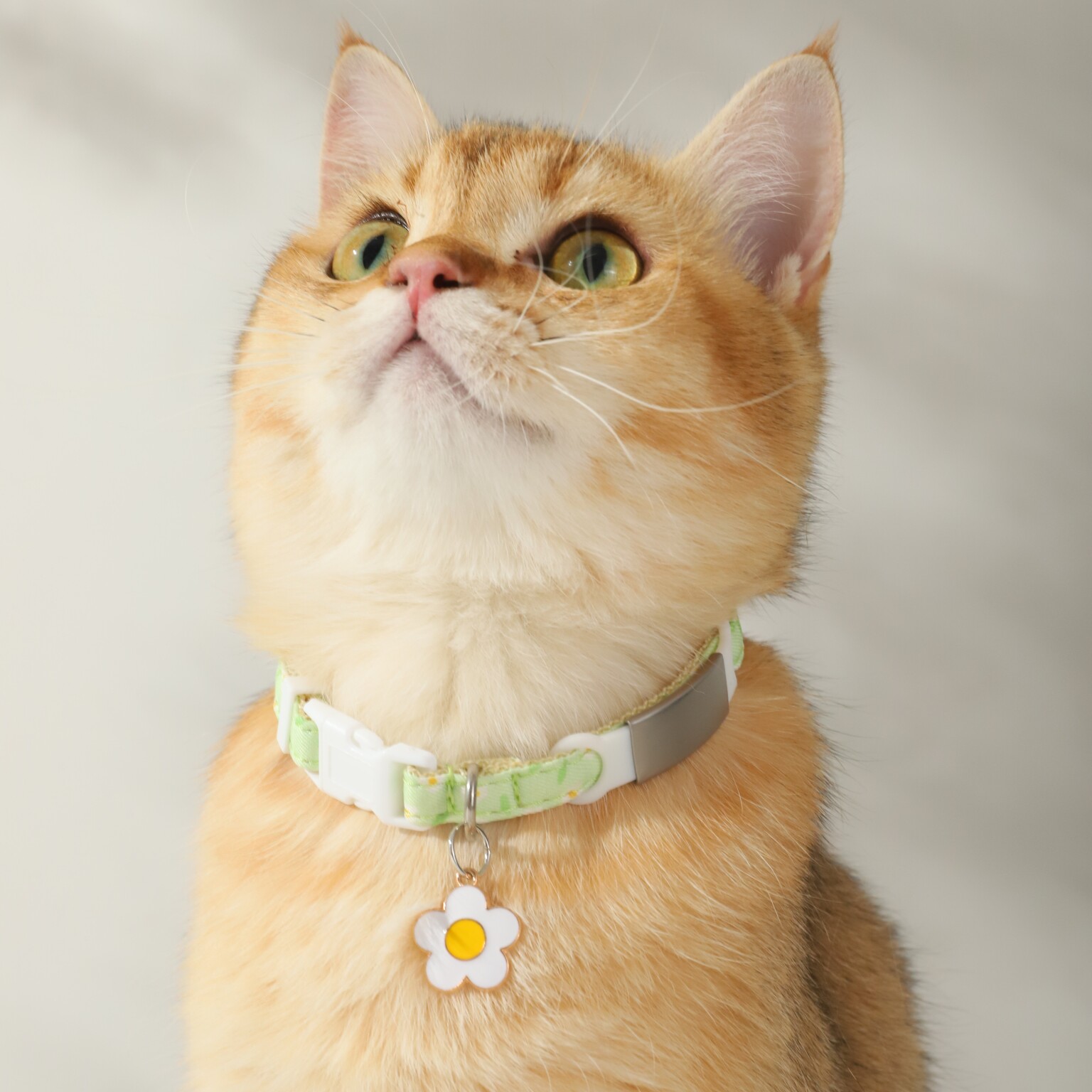 猫牌刻字猫咪狗脖圈脖饰铃铛项圈 乐乐猫宠物用品项圈/肩带