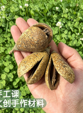 天然洋梨果手工DIY材料翅苹婆
