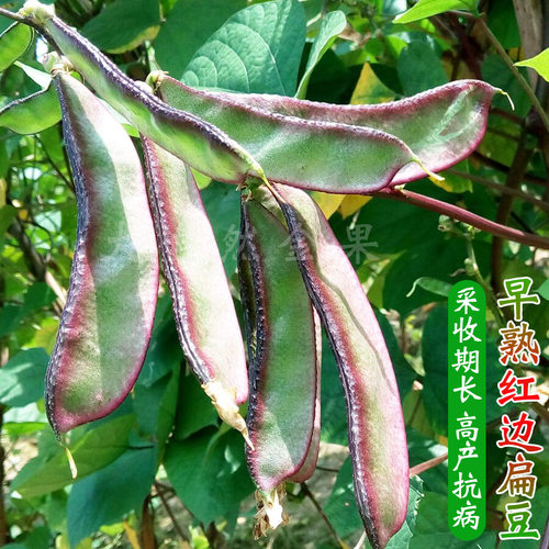 红边绿眉豆猪耳朵豆角扁豆紫眉豆种子春夏季秋季蔬菜种子菜园阳台 - 图2