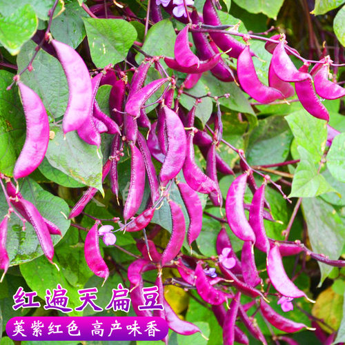 红边绿眉豆猪耳朵豆角扁豆紫眉豆种子春夏季秋季蔬菜种子菜园阳台 - 图1