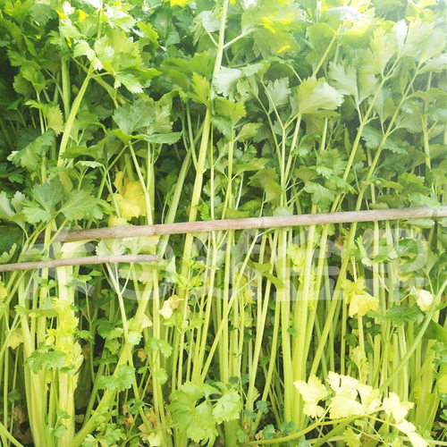 四季黄空心芹种子黄心芹菜种籽小香芹黄嫩西芹青菜籽春秋蔬菜种孑 - 图1