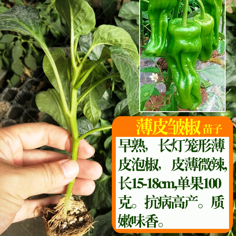 辣椒苗子朝天椒薄皮椒线椒青椒农家阳台盆栽菜园包邮四季蔬菜苗孑 - 图1