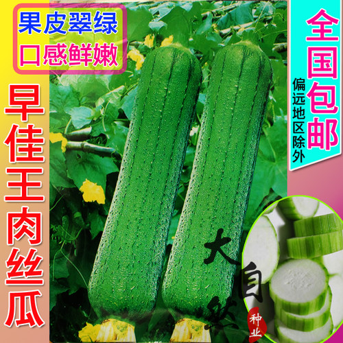 早佳皱皮丝瓜种子香肉丝瓜无棱春夏四季高产菜园阳台大田蔬菜种孑 - 图1