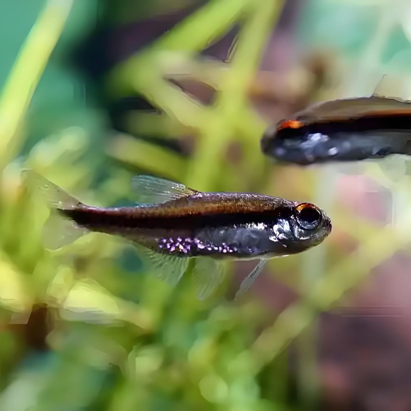 红线巧克力霓虹绯红巧克力灯鱼热带鱼高端鱼草缸鱼群游观赏鱼活体 - 图3