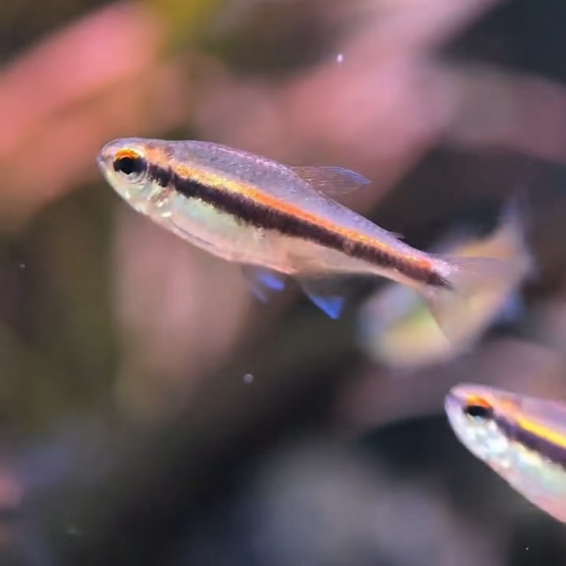 红线巧克力霓虹绯红巧克力灯鱼热带鱼高端鱼草缸鱼群游观赏鱼活体 - 图2