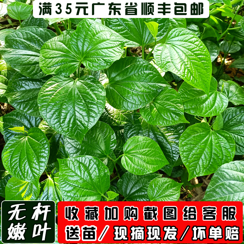 假娄叶新鲜哈喽叶蛤篓叶假蒌叶海南捞叶蛤蒌叶哈篓叶包粽子葛蒌叶 - 图1