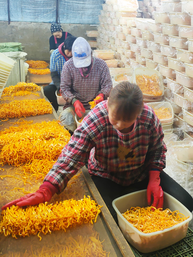 虫草花干货500克煲汤材料新鲜北虫草非野生孢子头蛹虫草 - 图1