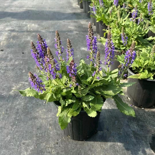 花镜林荫鼠尾草卡拉多纳墨西哥蓝花鼠尾草阳台庭院多年生耐热好养 - 图3