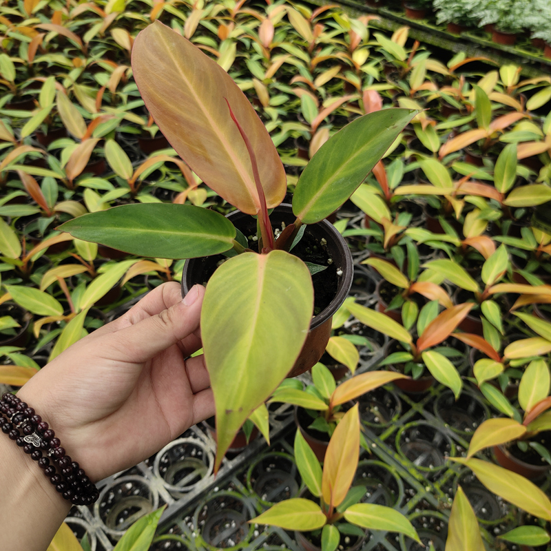 奥兰治国王蔓绿绒橙色王子红金钻耐阴植物室内花卉绿植盆栽黑宝石 - 图2