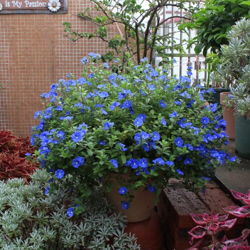 蓝星花盆栽花苗美洲新品种夏季耐热阳台庭院花卉垂吊好养观花盆栽 - 图1
