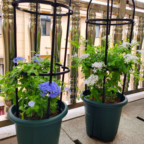 超凡蓝雪花白雪花苗盆栽耐热好养植物花园庭院爬藤攀援花带花带土 - 图2