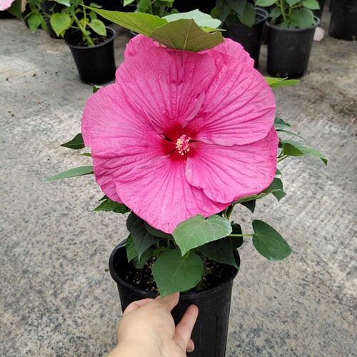 大花芙蓉葵盆栽锦葵花卉阳台庭院花园多年生耐寒耐热晒花期长植物 - 图1