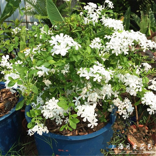 超凡蓝雪花白雪花苗盆栽耐热好养植物花园庭院爬藤攀援花带花带土 - 图0