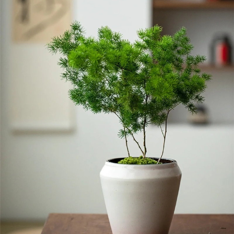 蓬莱松盆栽植物好养办公室盆景绿植室内客厅四季常青家庭净化空气-图0