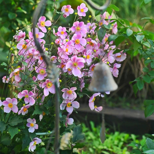 秋牡丹盆栽野棉花庭院阳台打破碗碗花苗多年生耐寒热宿根花卉植物 - 图0