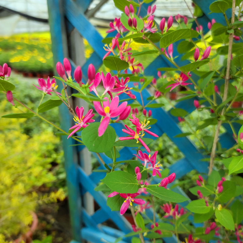 蓝叶忍冬盆栽庭院阳台绿篱灌木植物耐寒耐热玫瑰忍冬多年生带花苞 - 图0