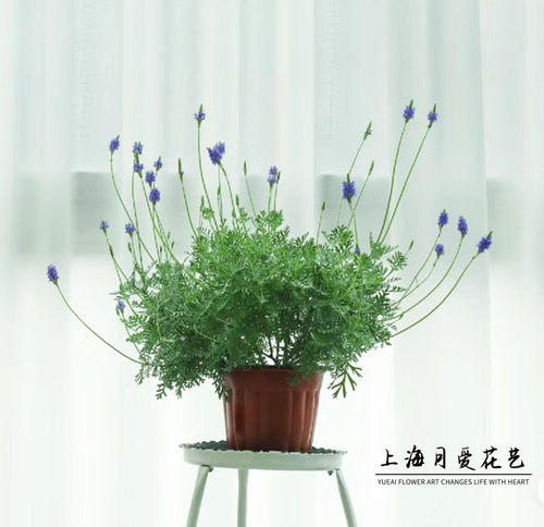 薰衣草盆栽普罗旺斯薰衣草室内阳台庭院盆栽花卉植物好养花卉带花 - 图1