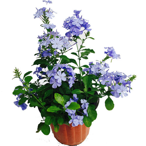 超凡蓝雪花白雪花苗盆栽耐热好养植物花园庭院爬藤攀援花带花带土 - 图3