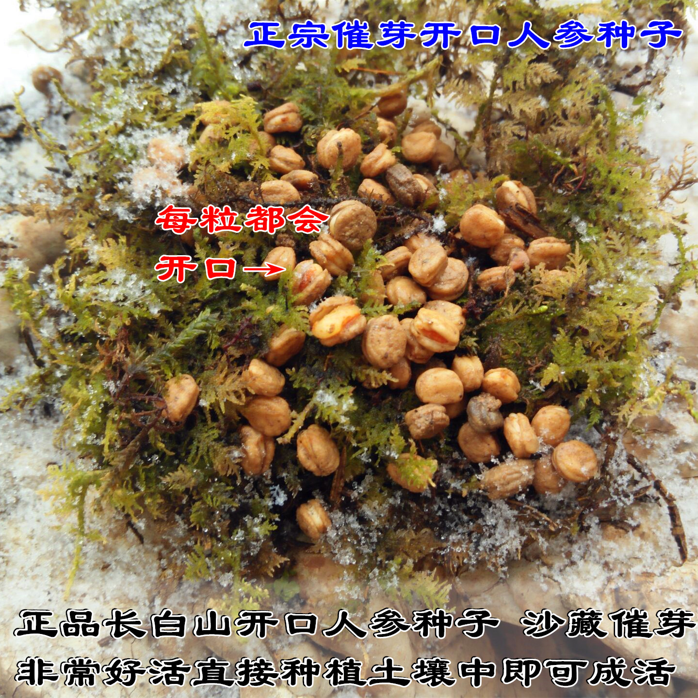 东北长白山 人参种子 西洋参种子野山参种子已催芽包邮人参种子苗 - 图1