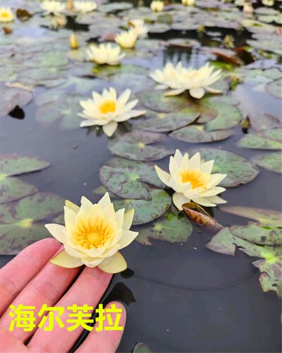 海尔芙拉微型睡莲品种小海迷你睡莲花苗微型睡莲种块带芽发货丰花 - 图0