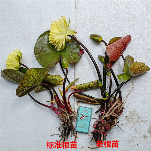 【普拉卡】金黄色 耐寒睡莲盆栽水生花卉大型大苗水培庭院盆栽种 - 图0