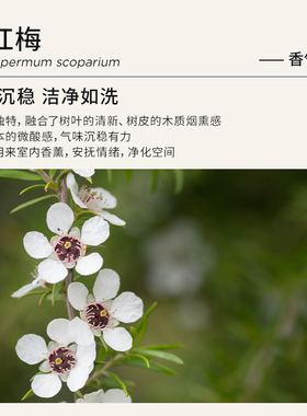 Florihana法国F家松红梅麦卢卡精油按摩香薰净化单方精油