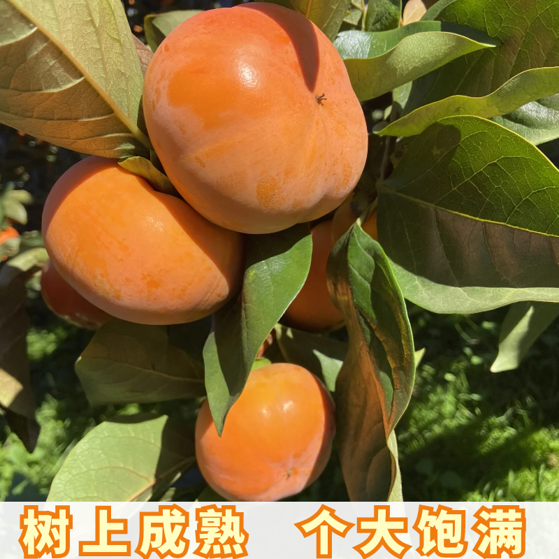 正宗云南巧克力脆柿子新鲜水果硬甜脆柿子10斤大果孕妇当季整箱装,淘宝优惠券,粉丝福利购,淘宝优惠卷