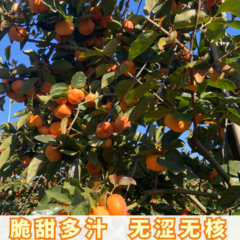 正宗云南巧克力脆柿子新鲜水果硬甜脆柿子10斤大果孕妇当季整箱装,淘宝优惠券,粉丝福利购,淘宝优惠卷