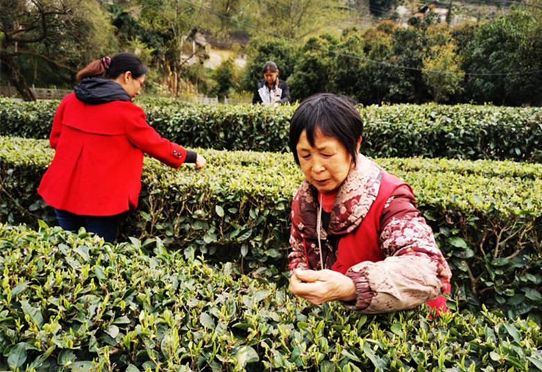 五峰采花毛尖忠顺茶叶特级楚螺青茶宜昌特产高山绿茶1斤包邮-图0