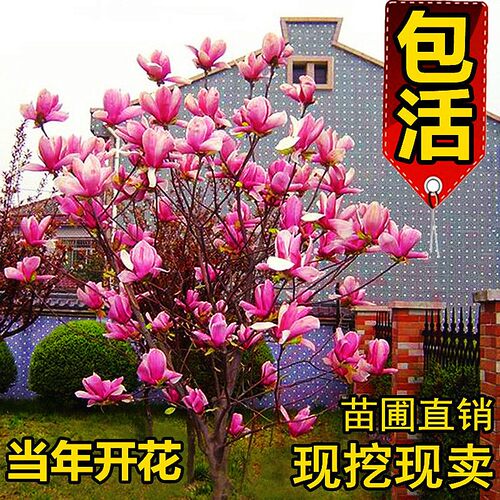 玉兰花树苗庭院地栽南北方大树室外种植旺宅名贵耐寒风景绿化树苗 - 图2