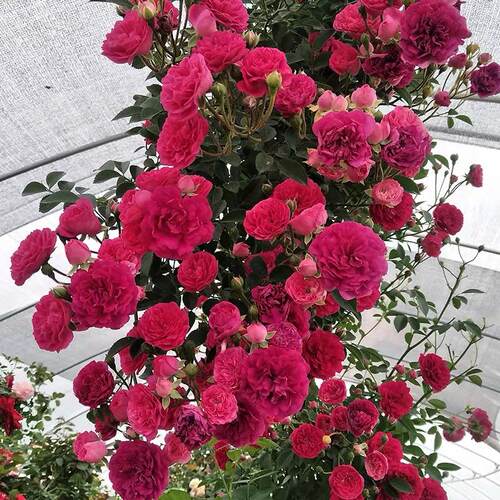 四季红木香花苗开花无刺爬藤植物耐寒好养浓香庭院蔷薇花卉盆栽 - 图0