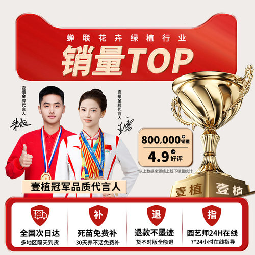 红枫树苗四季红舞姬小苗别墅盆景盆栽庭院耐寒室外红叶工程绿化苗 - 图3
