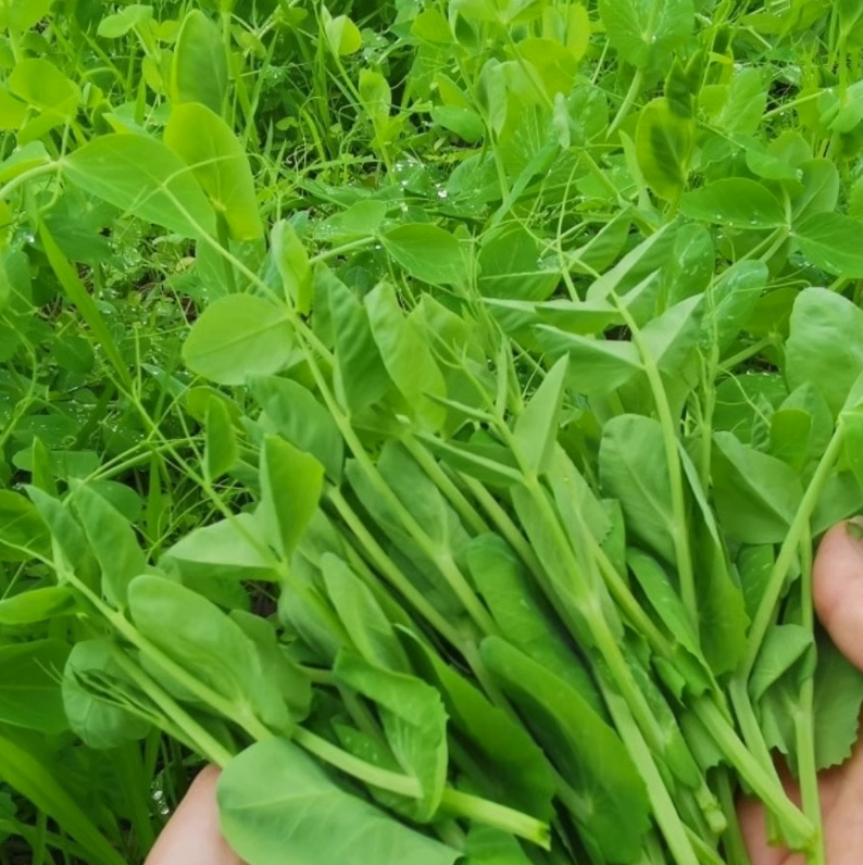 豌豆苗种子豌豆尖豌豆种籽尖芽苗菜种子碗豆吃苗四季播蔬菜种子孑-图1