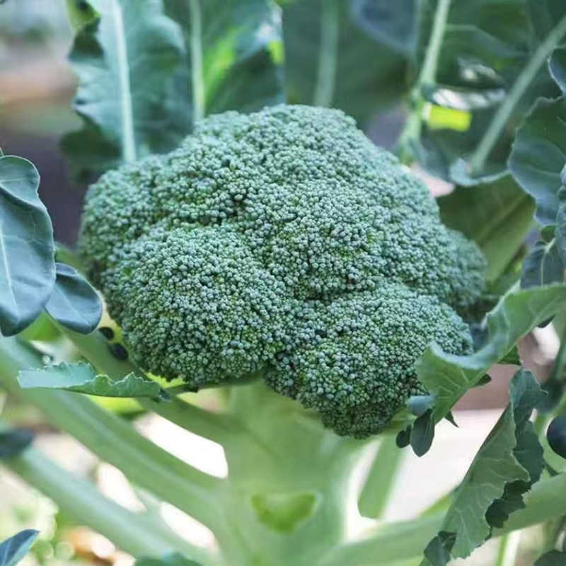 西兰花种子绿菜花青花菜种籽花椰菜西蓝花庭院盆栽四季蔬菜种子孑 - 图2