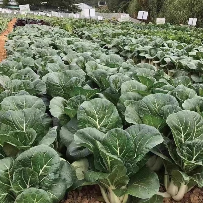 黑油奶白菜种子油菜种籽小青菜籽种秋季冬季阳台盆栽四季蔬菜种子-图2