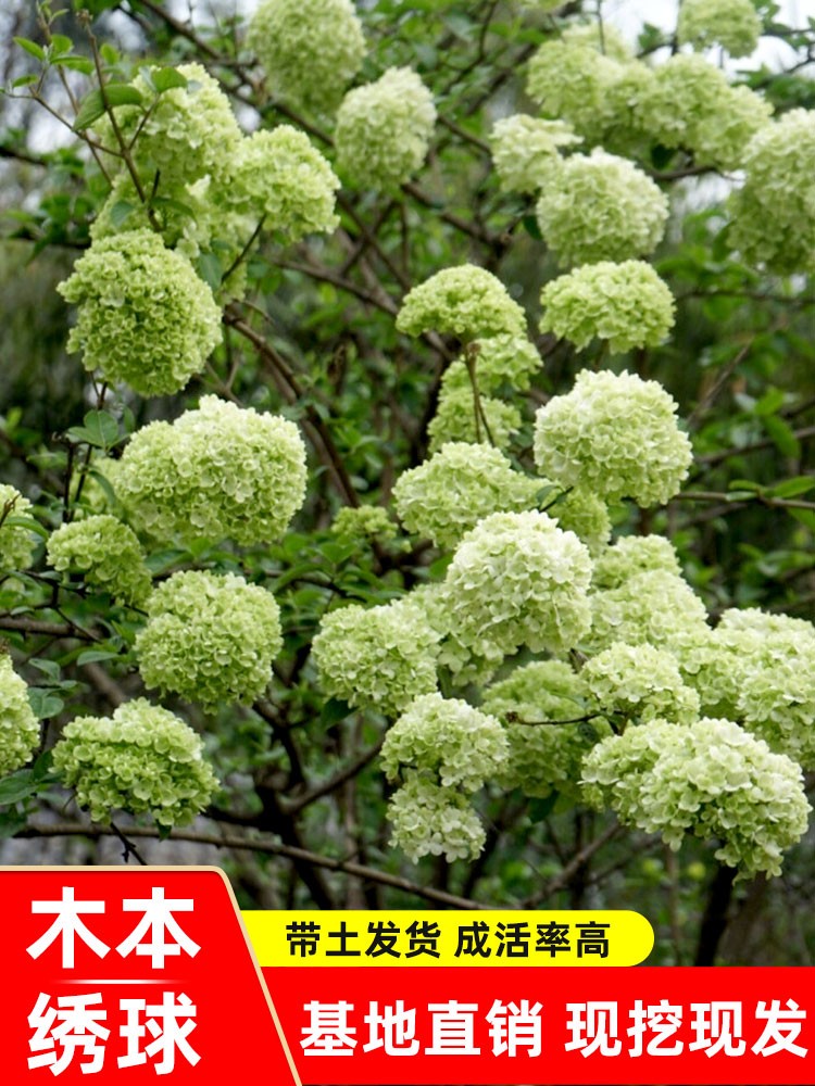 中华木本绣球花树苗斗球花南北方种植白麻球琼花庭院地栽阳台盆栽 - 图2