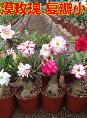 沙漠玫瑰盆栽免邮花卉室内花植物
