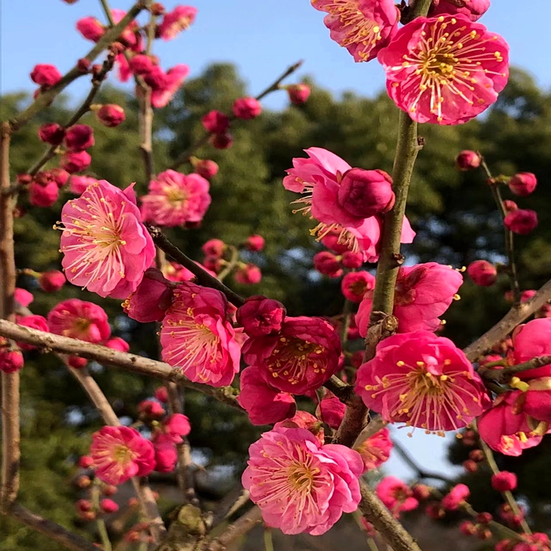 耐寒梅花盆栽红绿梅树苗腊梅嫁接树桩盆景美人梅榆叶梅苗庭院盆栽-图0