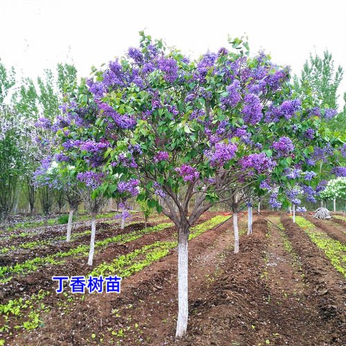 丁香花树苗驱蚊虫花卉植物耐寒庭院四季室外别墅大花紫丁香花盆栽 - 图0