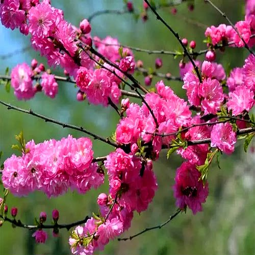 榆叶梅花树苗盆栽重瓣庭院南北方多年生浓香红梅素心腊梅花卉耐寒 - 图3