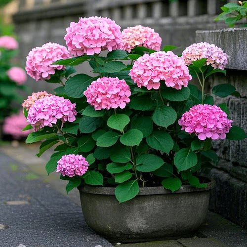 重瓣大花无尽夏绣球老桩花苗盆栽阳台室内外庭院八仙花卉浓香植物 - 图0