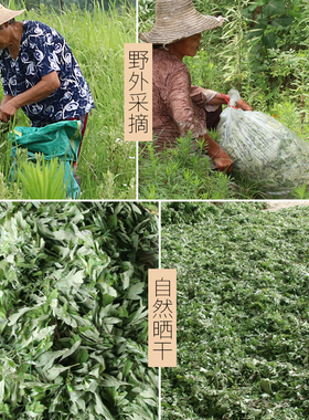 蕲春端午三年陈艾叶艾草泡脚家用