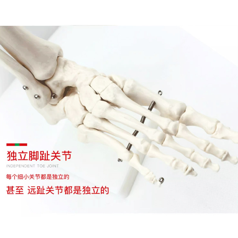 医用动态脚骨关节骨骼模型可活动教具功能展示康复教学用具模型,淘宝优惠券,粉丝福利购,淘宝优惠卷
