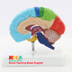 Anatomical neurocortical model of the right hemiplegia of the human brain