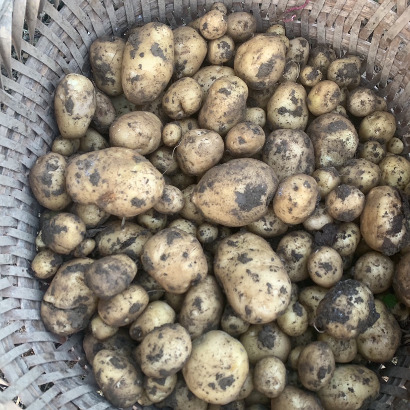 重庆春季小土豆新鲜农家迷你小洋芋现挖嫩土豆马铃薯黄皮黄心土豆 - 图0